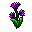 anemone